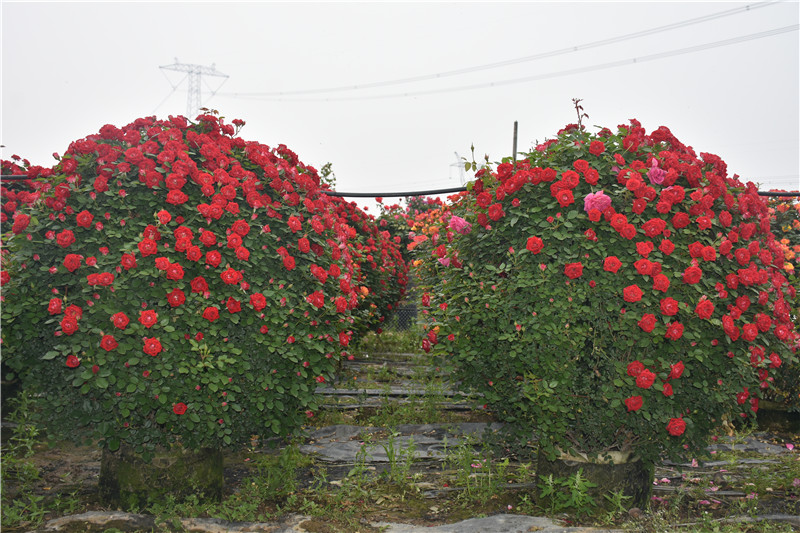 月季花球